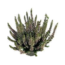 Load image into Gallery viewer, Calluna, 4in, 'Lyna' Purple