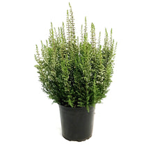 Load image into Gallery viewer, Calluna, 4in, 'Marta' Pink