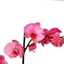 Load image into Gallery viewer, Orchid, 5in, Gemstone, Phal
