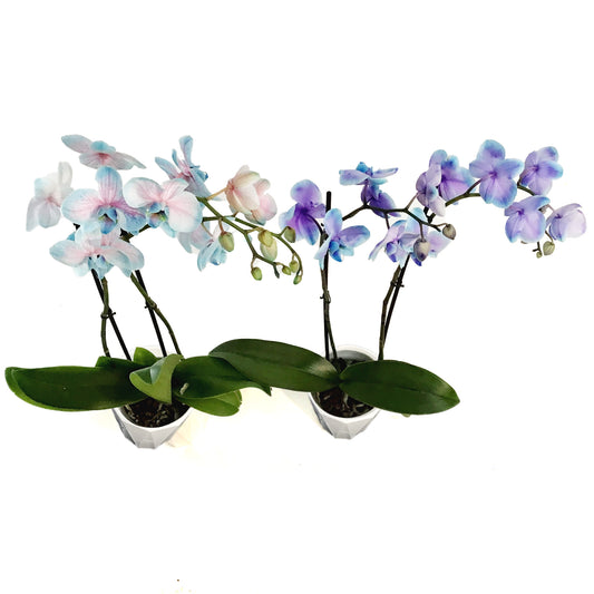 Orchid, 5in, Moonstone, Phal