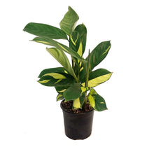 Load image into Gallery viewer, Ctenanthe, 4in, Golden Mosaic