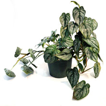 Load image into Gallery viewer, Philodendron, 6in, Brandtianum