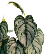 Load image into Gallery viewer, Philodendron, 6in, Brandtianum