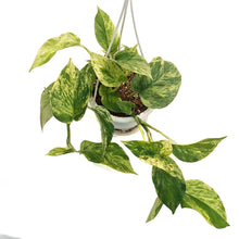Load image into Gallery viewer, Pothos, 4in, Marble Queen, Hanging Basket