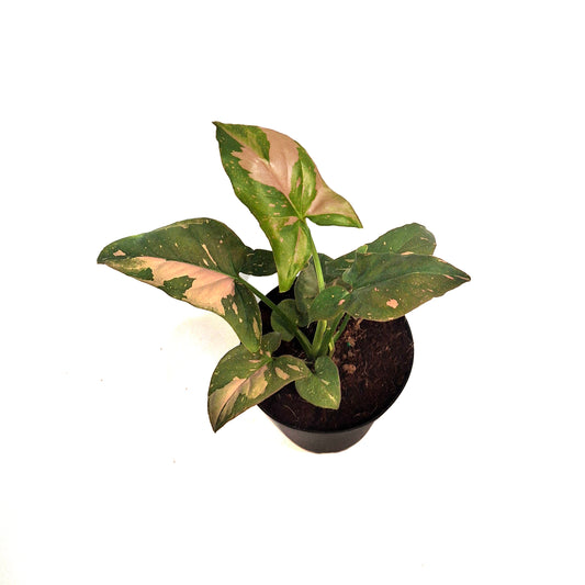 Syngonium, 4in,Pink Splash