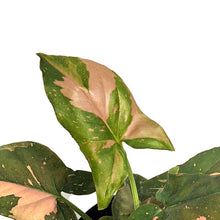 Load image into Gallery viewer, Syngonium, 4in,Pink Splash