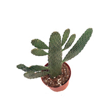 Load image into Gallery viewer, Cactus, 6in, Prickly Pear
