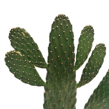Load image into Gallery viewer, Cactus, 6in, Prickly Pear