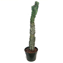 Load image into Gallery viewer, Cactus, 10in, Cereus Monstrosus