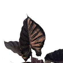 Load image into Gallery viewer, Alocasia, 6in, Black Inferallis