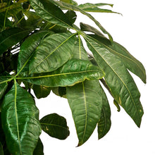 Load image into Gallery viewer, Pachira, 14in, Money Tree Braid