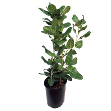 Load image into Gallery viewer, Ficus, 10in, Audrey Burgundy