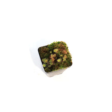 Load image into Gallery viewer, Sundew, 3.5in, Rotundifolia
