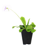 Load image into Gallery viewer, Butterwort, 3.5in, Gigantia x Emarginata
