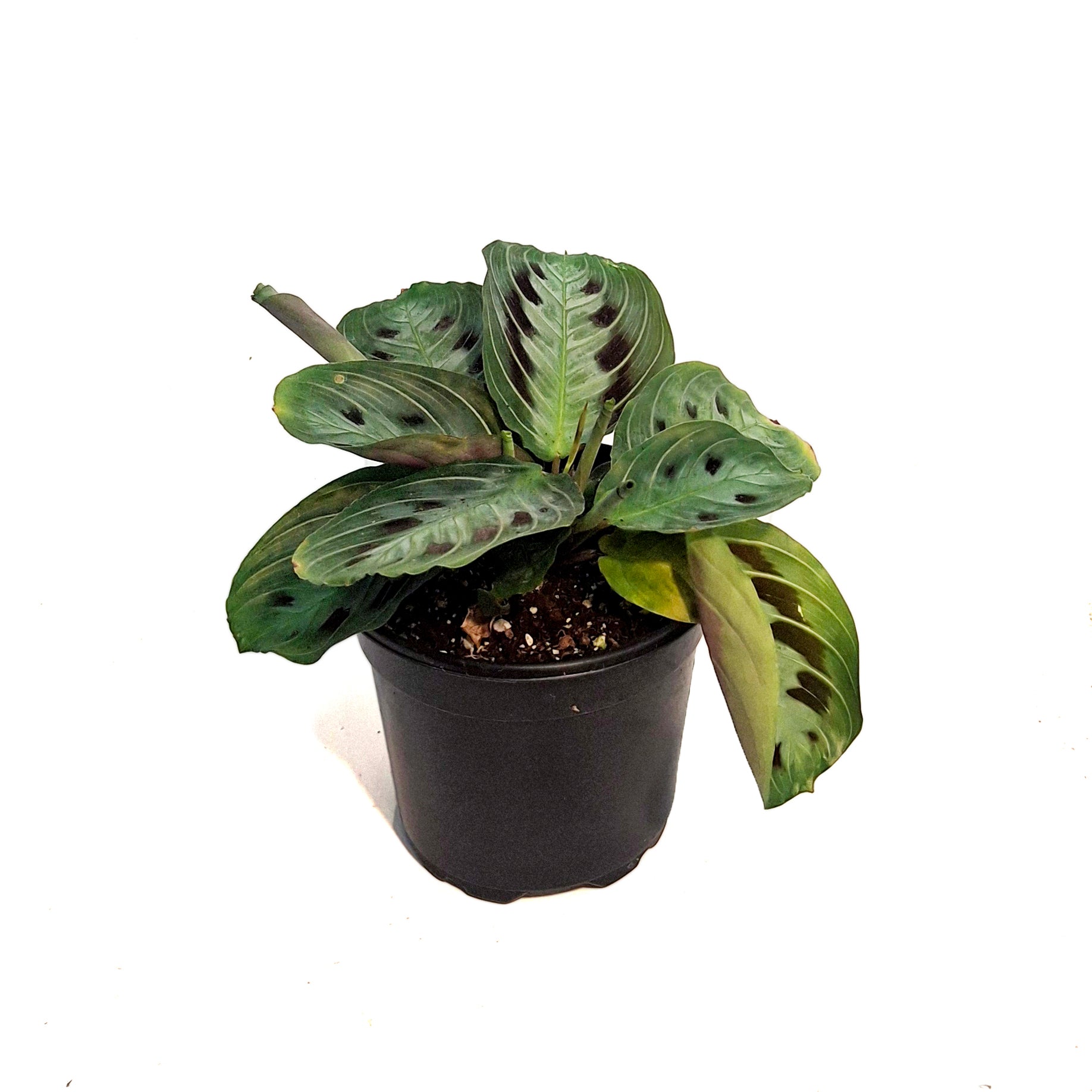 Maranta, 4in, Massangana Black  Floral Acres Greenhouse & Garden Centre