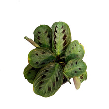 Load image into Gallery viewer, Maranta, 4in, Massangana Black