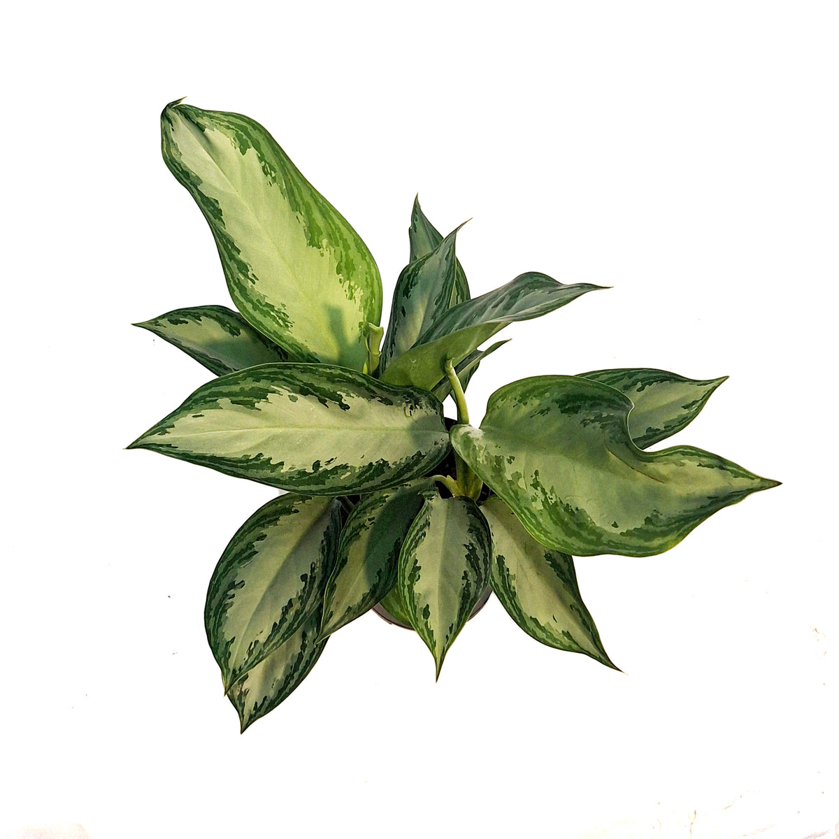 aglaonema crystal bay Aglaonema, 6in, Crystal Bay