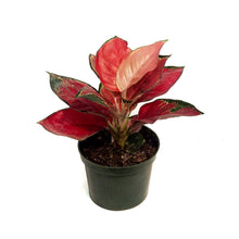 Load image into Gallery viewer, Aglaonema, 6in, Star King Red