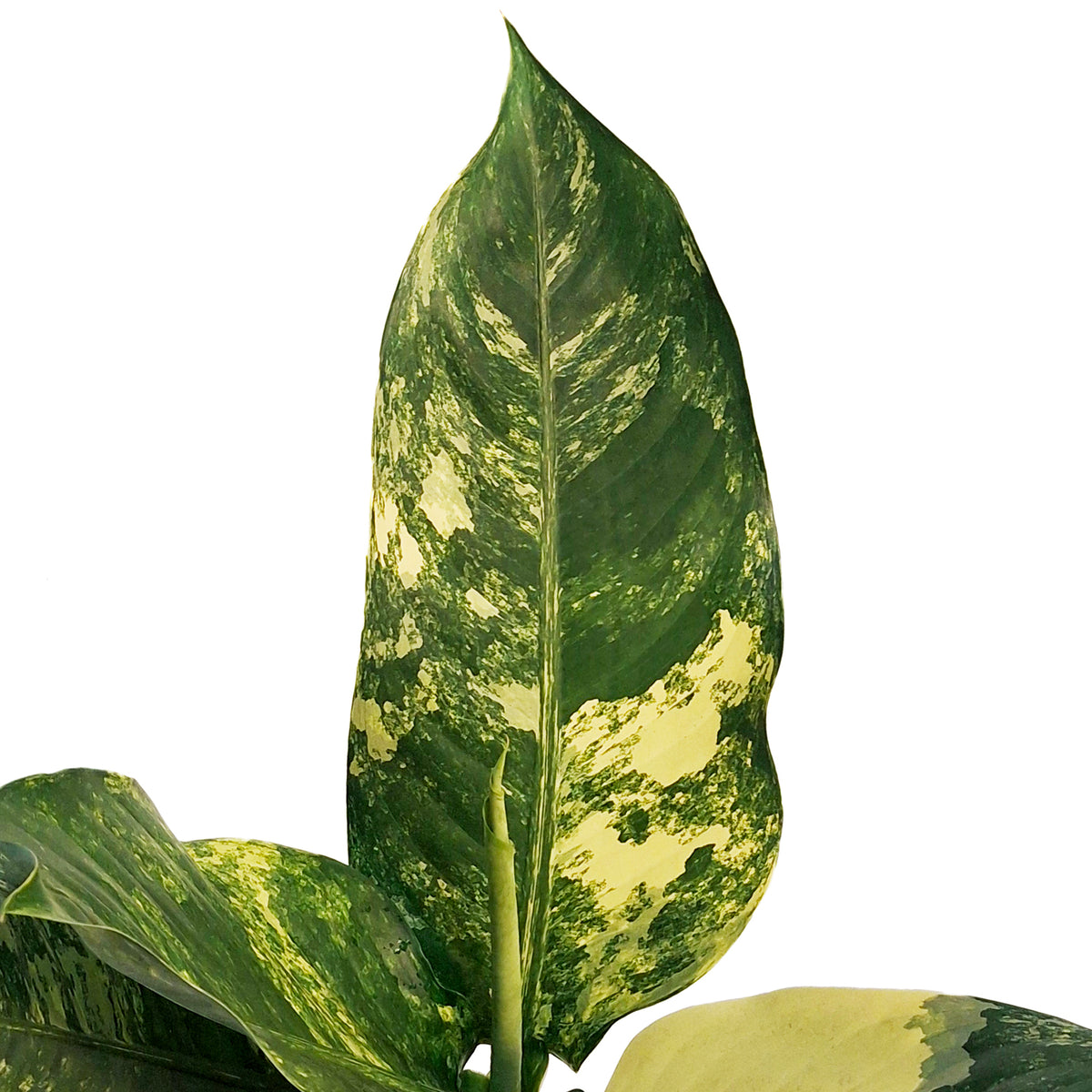 Dieffenbachia, 8in, Puerto Rico Variegated – Floral Acres