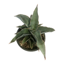 Load image into Gallery viewer, Sansevieria, 4in, Blue Kew