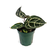 Load image into Gallery viewer, Anthurium, 5in,Tim Anderson