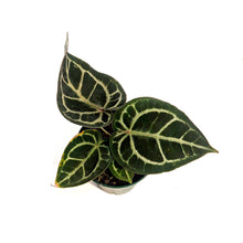 Load image into Gallery viewer, Anthurium, 5in,Tim Anderson