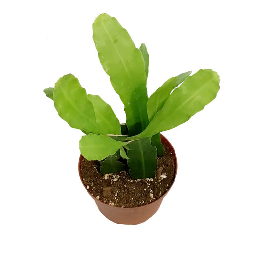 Cactus, 6in, Queen Of The Night