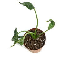 Load image into Gallery viewer, Alocasia, 4in, Triangularis