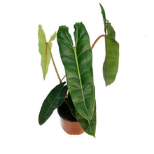 Load image into Gallery viewer, Philodendron, 6in, Billietiae