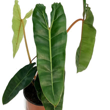 Load image into Gallery viewer, Philodendron, 6in, Billietiae