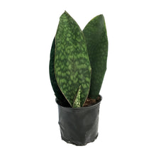 Load image into Gallery viewer, Sansevieria, 6in Shark Fin