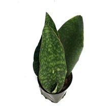 Load image into Gallery viewer, Sansevieria, 6in Shark Fin