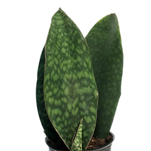 Load image into Gallery viewer, Sansevieria, 6in Shark Fin