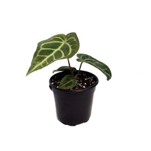 Load image into Gallery viewer, Anthurium, 4in, Regale