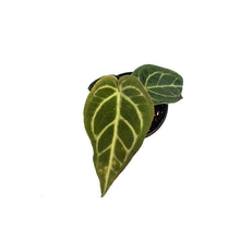 Load image into Gallery viewer, Anthurium, 4in, Regale
