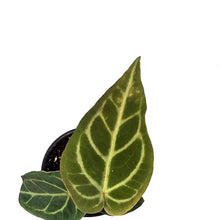 Load image into Gallery viewer, Anthurium, 4in, Regale