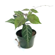 Load image into Gallery viewer, Bignonia, 4in, Argyro Violacea