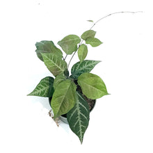 Load image into Gallery viewer, Bignonia, 4in, Argyro Violacea