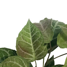 Load image into Gallery viewer, Bignonia, 4in, Argyro Violacea