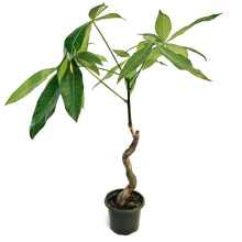 Load image into Gallery viewer, Pachira, 4in, Money Tree Suessy