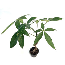 Load image into Gallery viewer, Pachira, 4in, Money Tree Suessy