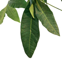 Load image into Gallery viewer, Pachira, 4in, Money Tree Suessy