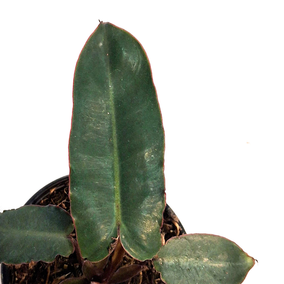Philodendron, 4in, Billietiae Black Form