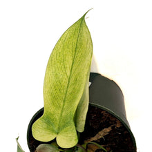 Load image into Gallery viewer, Philodendron, 4in, Yellow Ghost