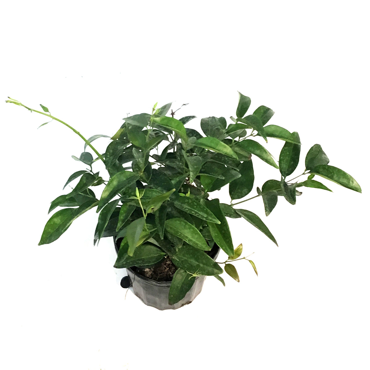 Jasmine, 6in, Star – Floral Acres Greenhouse & Garden Centre