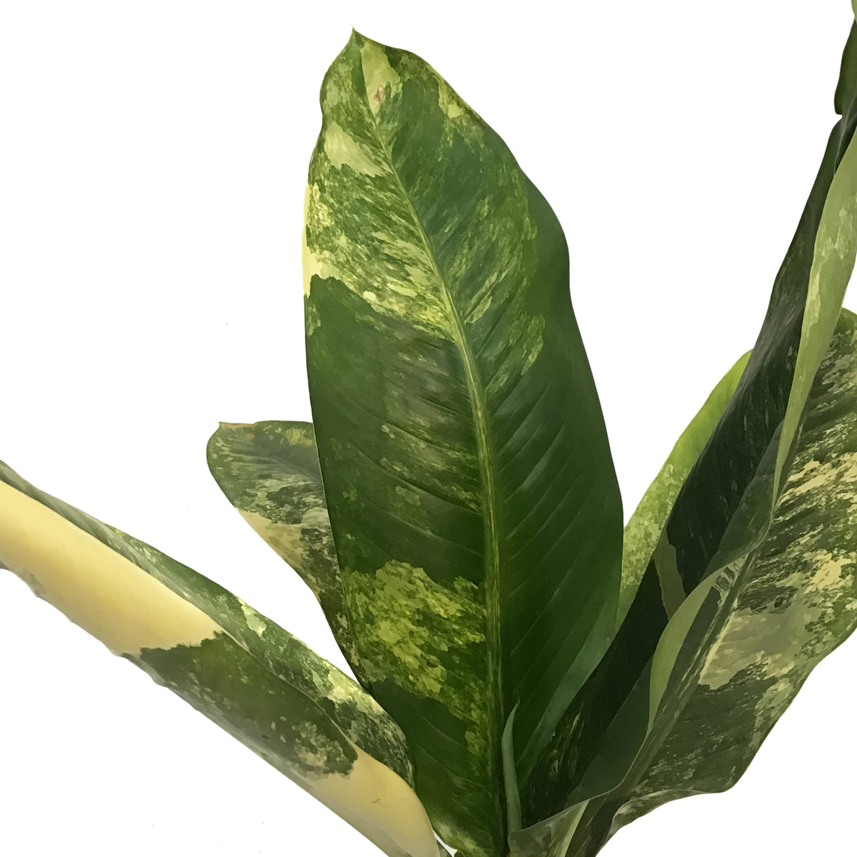 dieffenbachia big ben Dieffenbachia, 8in, Big Ben – Floral Acres Greenhouse & Garden Centre