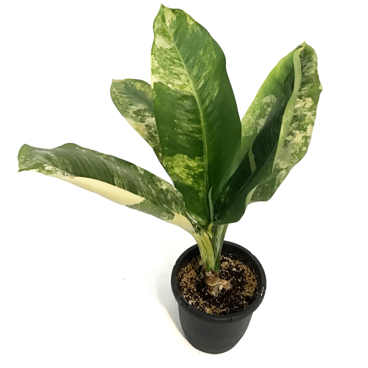 dieffenbachia big ben variegated Dieffenbachia, 8in, Big Ben – Floral Acres Greenhouse & Garden Centre