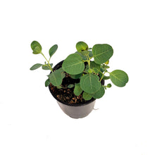 Load image into Gallery viewer, Eucalyptus, 4in, Baby Blue