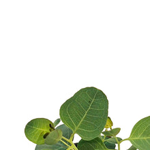 Load image into Gallery viewer, Eucalyptus, 4in, Baby Blue