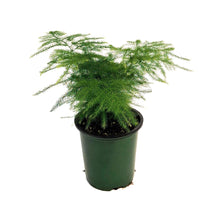 Load image into Gallery viewer, Fern, 3.5in, Plumosa